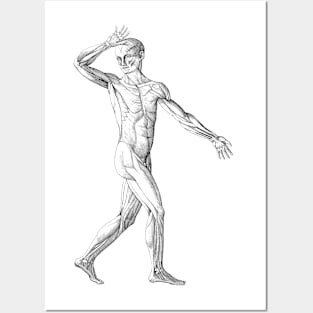 Vintage Human Anatomy Science, Muscles of the Male Body Posters and Art